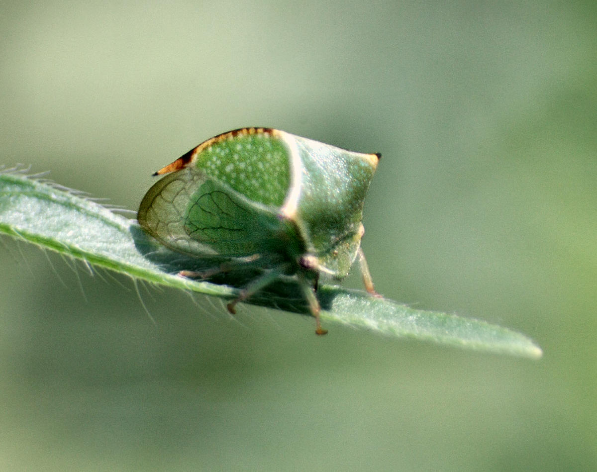 stranissimo,  chiss cos'' ??? Stictocephala bisonia